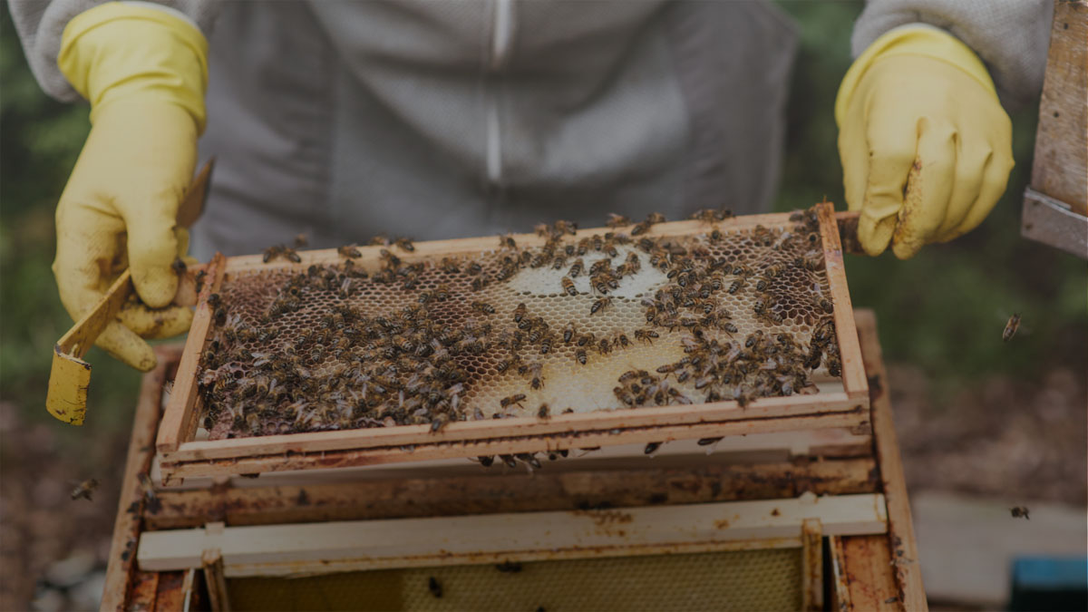 kiora raw honey