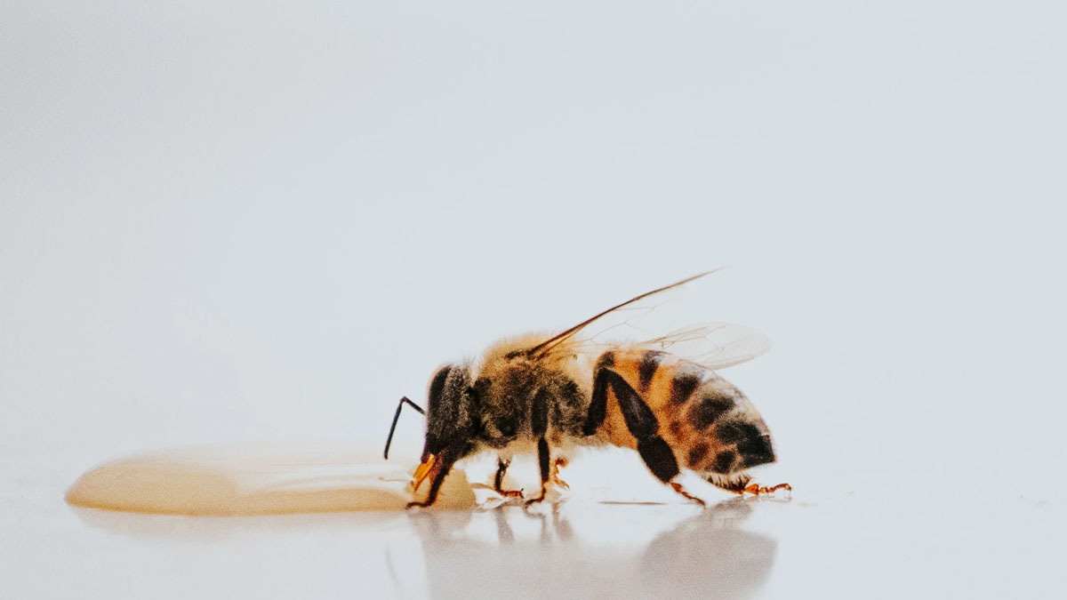 kiora raw honey